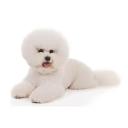 Bichon Frise