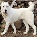 Central Asian Shepherd Photo