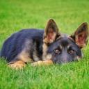 Elbow Dysplasia in Dogs-2