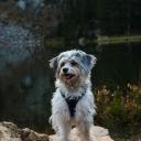 Aussiedoodle Dog Breed