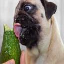 Can Dogs Eat Avocado-2