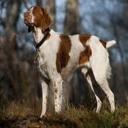 Brittany Dog Breed