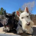 Scottish Terrier Dog Breed