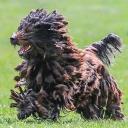 Bergamasco Sheepdog Breed