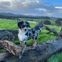 Australian Retriever Dog