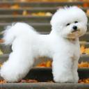 Bichon Frise Photo