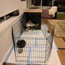 How to Crate Train a Dog-2