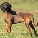 Bavarian Mountain Scent Hound Dog