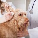 Ear Infections in Dogs-2