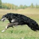 Borzoi Dog Breed