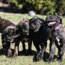 Cane Corso Dog Breed