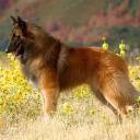 Belgian Tervuren