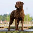 Chesapeake Bay Retriever Dog