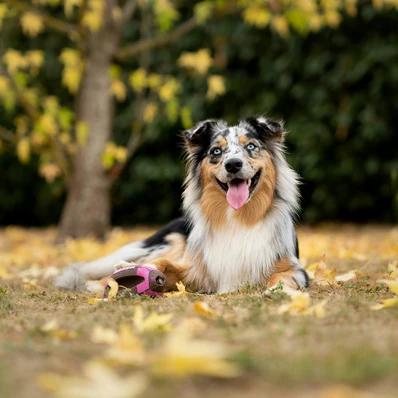 Australian Shepherd Image