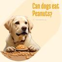 Can dogs eat Peanuts_