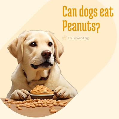 Can Dogs Eat Peanuts? A Complete Guide for Pet Owners Image