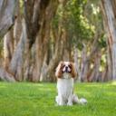 Cavalier King Charles Spaniel Photo