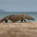 Komodo Dragon-2