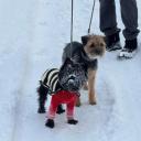 Two Affen Border Terriers