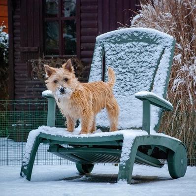 Cairn Terrier Image