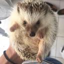 African Pygmy Hedgehog-1