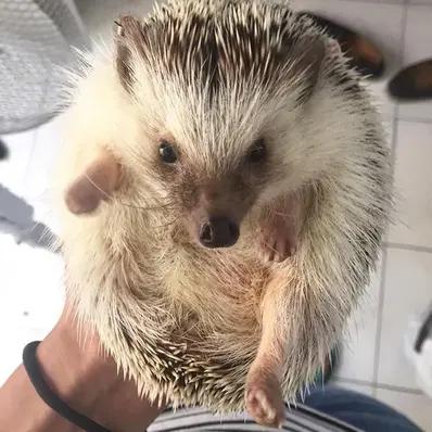 African Pygmy Hedgehog Image