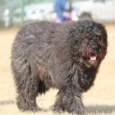 Bouvier des Flandres dog