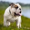 Bulldog