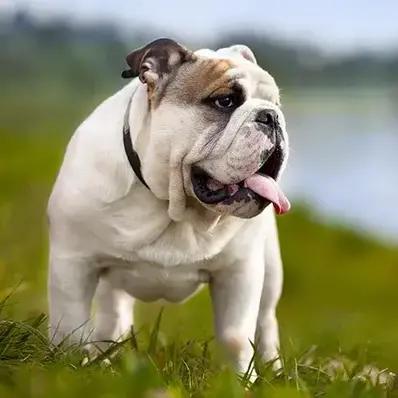 Bulldog Image