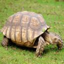 African Spurred Tortoise-1