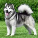 Alaskan Malamute Dog Breed