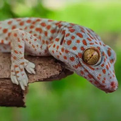 Tokay Gecko Image
