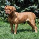 Dogue de Bordeaux dog