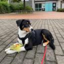 Australian Shepherd Lab Dog Photo