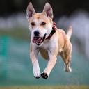 Carolina Dog Running