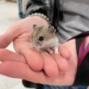 Chinese Hamster-2