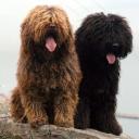 Two Spanish Water Dogs