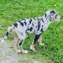 American Leopard Hound Dog