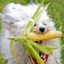 Can Dogs Eat Corn-2