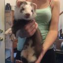 blaze ferret-3