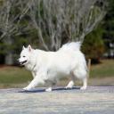 American Eskimo Dog