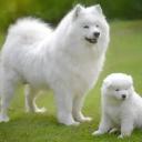 Samoyed