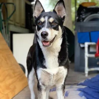 Australian Shepherd Husky Image