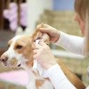 Ear Infections in Dogs-3