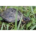 bog turtle