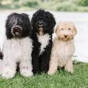 Barbet Dog Breed