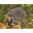 European Hedgehog