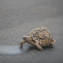 Bog Turtle-2