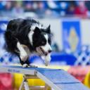 Dog Agility Training-1