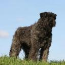 Bouvier des Flandres breed